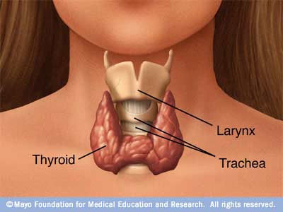 Image of Thyroid Anatomy